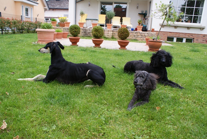 Mitraa, Hanka, Evi